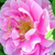 Roz - Trandafir de parc - Thérèse Bugnet